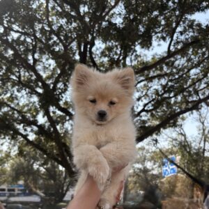 Cute Culture Pomeranian puppy for sale in India