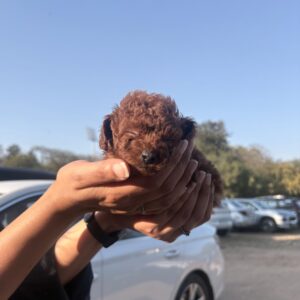 Cute Toy Poodle puppy for sale in India
