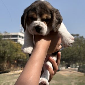 Beagle puppy for sale in India