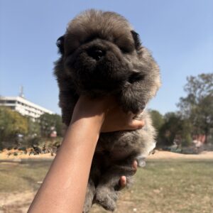 Fluffy Chow Chow puppy for sale in India