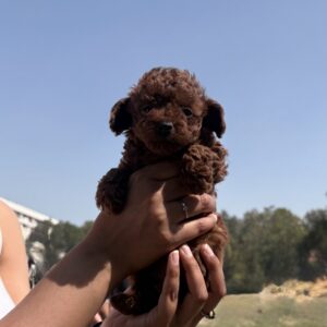 Brown Poodle puppy for sale in India