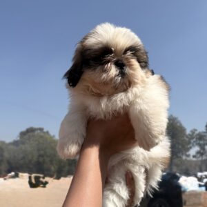 Shih Tzu puppy for sale in India
