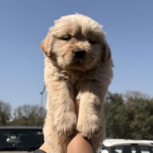 Golden Retriever Puppy