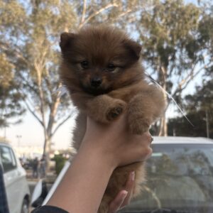 Cute Toy Pomeranian puppy for sale in India